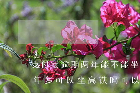 支付宝逾期两年能不能坐高铁 支付宝逾期1年多可以坐高铁吗可以买到高铁票