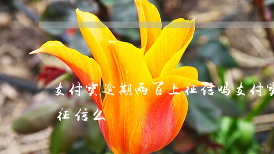 支付宝逾期两百上征信吗 支付宝逾期两天上征信么