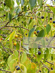 支付宝逾期久了