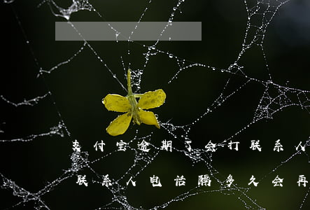 支付宝逾期了会打联系人吗-支付宝逾期打联系人电话隔多久会再打