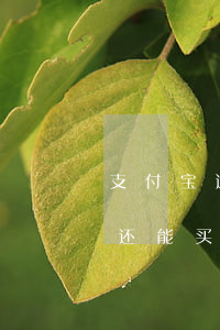 支付宝逾期了支付宝还能用吗（支付宝逾期过还能买房吗）