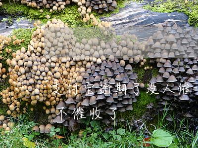 支付宝逾期了没人催-支付宝逾期了为什么不催收了