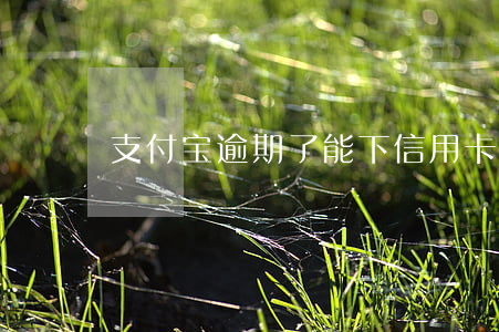 支付宝逾期了能下信用卡吗