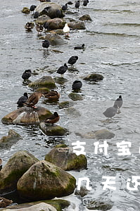支付宝逾期了还上了还能借吗(支付宝逾期了几天还上以后可以马上借吗)