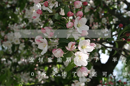 支付宝逾期了还了一半能用吗 支付宝逾期20多天,还了后还可以继续用吗