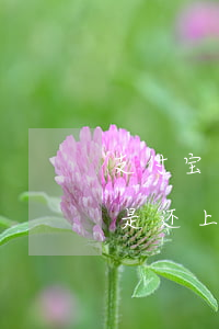 支付宝逾期了还清后花呗(花呗逾期的话是不是还上逾期的钱就可以了)