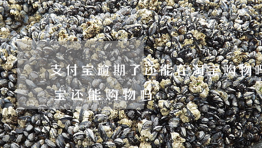 支付宝逾期了还能在淘宝购物吗(花呗逾期淘宝还能购物吗)