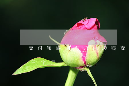支付宝逾期五六百块钱(支付宝五百块钱逾期三个月)