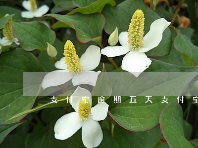 支付宝逾期五天（支付宝逾期5万多久冻结）