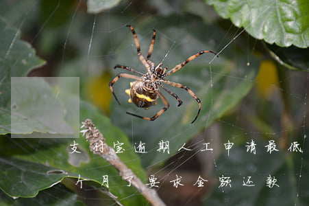 支付宝逾期人工申请最低还款(支付宝逾期半个月了要求全额还款)