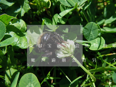 支付宝逾期会从别的账号扣钱吗(一个支付宝账户逾期 会扣另一个支付宝钱吗)