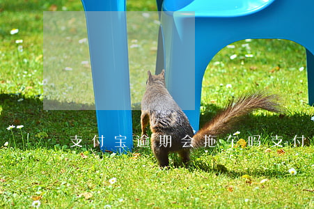 支付宝逾期会拖车吗(支付宝逾期会拖车吗)