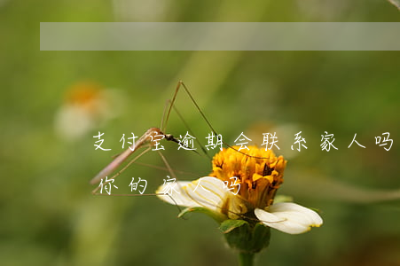 支付宝逾期会联系家人吗(支付宝逾期会联系你的家人吗)