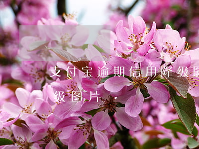 支付宝逾期信用降级图片(支付宝逾期信用降级图片)