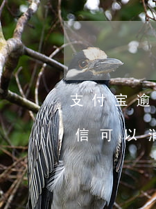 支付宝逾期修复了有上征信吗(支付宝逾期征信可以消除吗)