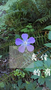 支付宝逾期修复有用吗 支付宝的逾期修复真的有用吗