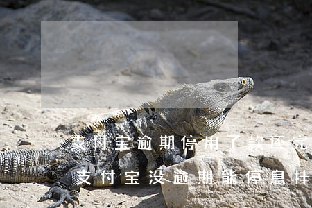 支付宝逾期停用了,款还完啦什么时候可以用（支付宝没逾期能停息挂账吗）
