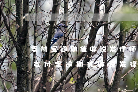 支付宝逾期催收说发律师函说什么红色警戒(支付宝逾期催收说发律师函说什么红色警戒)
