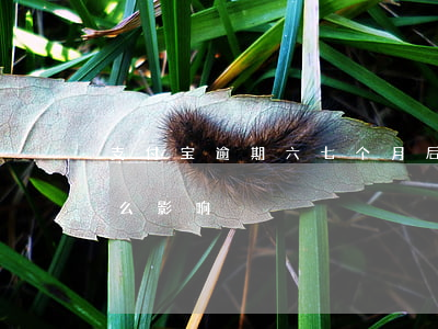 支付宝逾期六七个月后(支付宝逾期6天有什么影响)