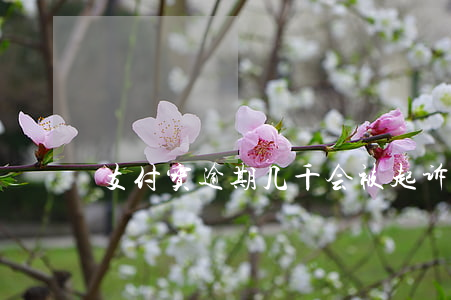 支付宝逾期几千会被起诉吗