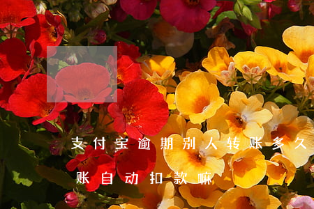 支付宝逾期别人转账多久扣款(支付宝逾期转账自动扣款嘛)