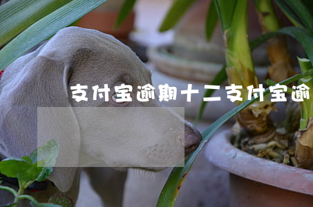 支付宝逾期十二(支付宝逾期十五天)