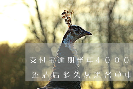 支付宝逾期半年4000-支付宝逾期半年还清后多久从黑名单中出来