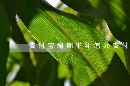 支付宝逾期半年怎办 支付宝逾期一年半