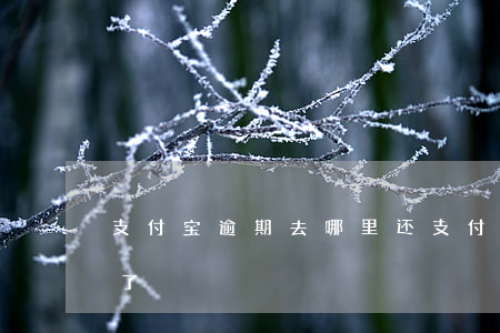 支付宝逾期去哪里还(支付宝不知道哪里逾期了)