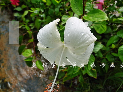 支付宝逾期发催告函(支付宝逾期催缴函)