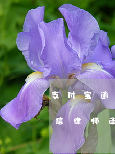 支付宝逾期发律师短信-支付宝逾期发了短信律师函,就是几千块钱