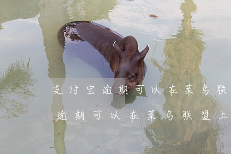 支付宝逾期可以在菜鸟联盟上班么-支付宝逾期可以在菜鸟联盟上班么吗