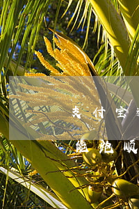 支付宝逾期可以跑哈啰顺风车吗 哈罗车主只能跑顺风车吗