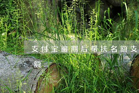 支付宝逾期后帮扶名额(支付宝逾期后帮扶名额)