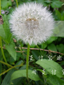 支付宝逾期后花呗还可以用吗 花呗逾期还能用支付宝付钱吗