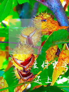 支付宝逾期后还清还能借款吗(支付宝逾期后还上还能再借吗)