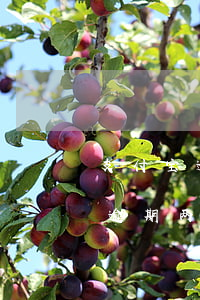 支付宝逾期四万块会上门吗(支付宝欠四万多逾期两百多天会上门吗)