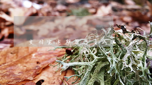 支付宝逾期图片生成器(淘宝已付款图片生成器)