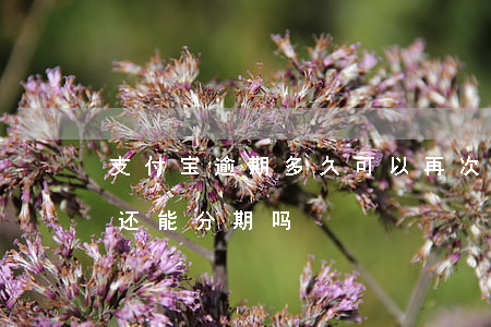 支付宝逾期多久可以再次分期(支付宝逾期了还能分期吗?)