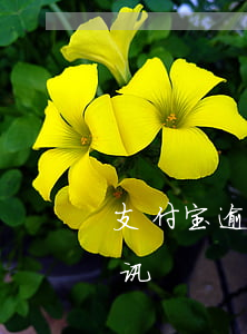 支付宝逾期多久爆通讯（支付宝逾期多久爆通讯）