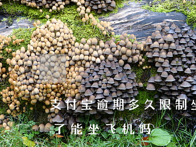 支付宝逾期多久限制坐飞机(支付宝花呗逾期了能坐飞机吗)