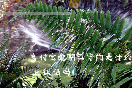 支付宝逾期已守约是什么（支付宝待守约逾期上征信吗）