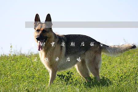 支付宝逾期店铺会被关吗(支付宝逾期在淘宝还能开店吗)