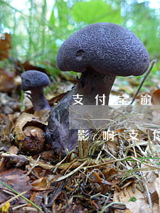 支付宝逾期影响抵押贷款吗（美容贷款逾期会影响支付宝额度吗）
