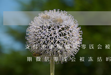 支付宝逾期微信零钱会被冻结吗-支付宝逾期微信零钱会被冻结吗怎么解冻