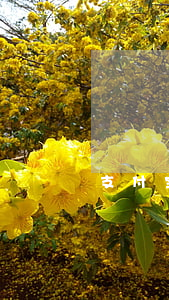 支付宝逾期怎么回事（支付宝逾期重大疾病）