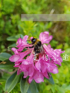 支付宝逾期怎么弄（支付宝逾期自救方法）