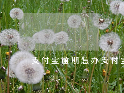 支付宝逾期怎办(支付宝逾期怎么回事)