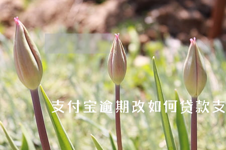 支付宝逾期改如何贷款(支付宝逾期怎么还款)