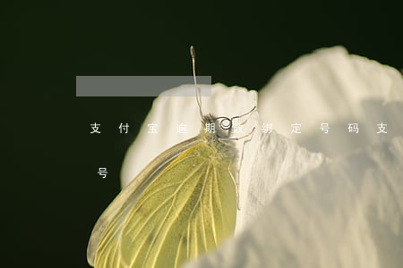支付宝逾期改绑定号码(支付宝逾期了换个账号)